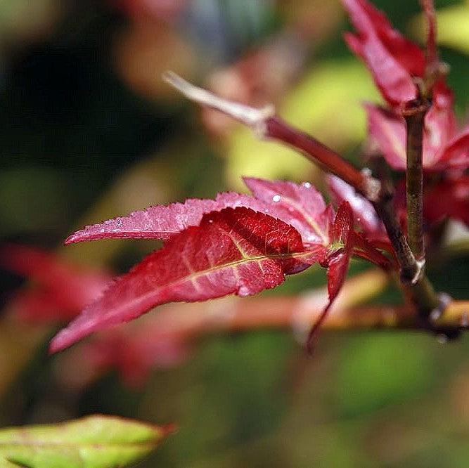 Acer palmatum 'Fireglow' ~ Fireglow Japanese Maple-ServeScape