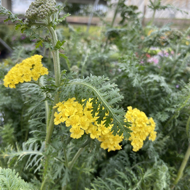 Achillea’firefly sunshine’ ~ Yarrow - Delivered By ServeScape