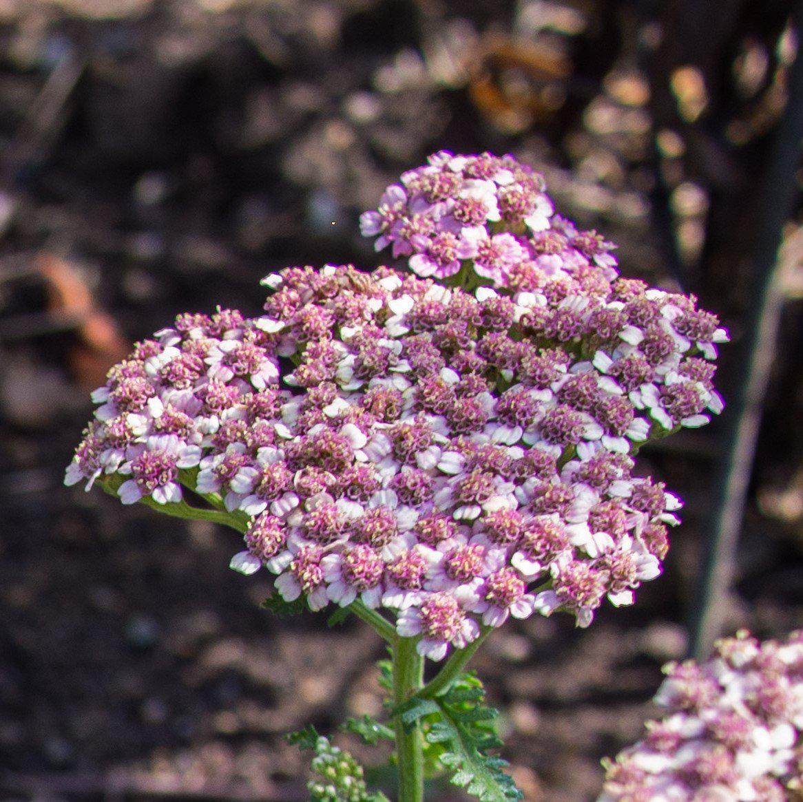 achillea desert eve deep rose