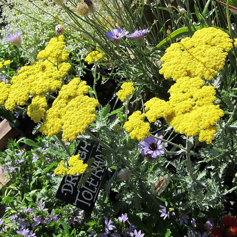 Achillea x 'Moonshine' ~ Moonshine Yarrow-ServeScape