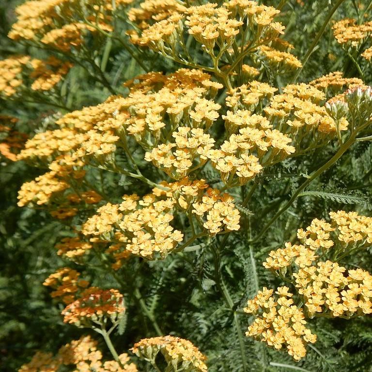 Achillea x 'Moonshine' ~ Moonshine Yarrow-ServeScape