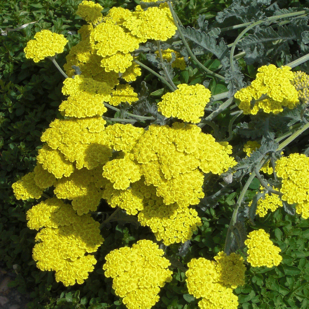 Achillea x 'Moonshine' ~ Moonshine Yarrow - Delivered By ServeScape