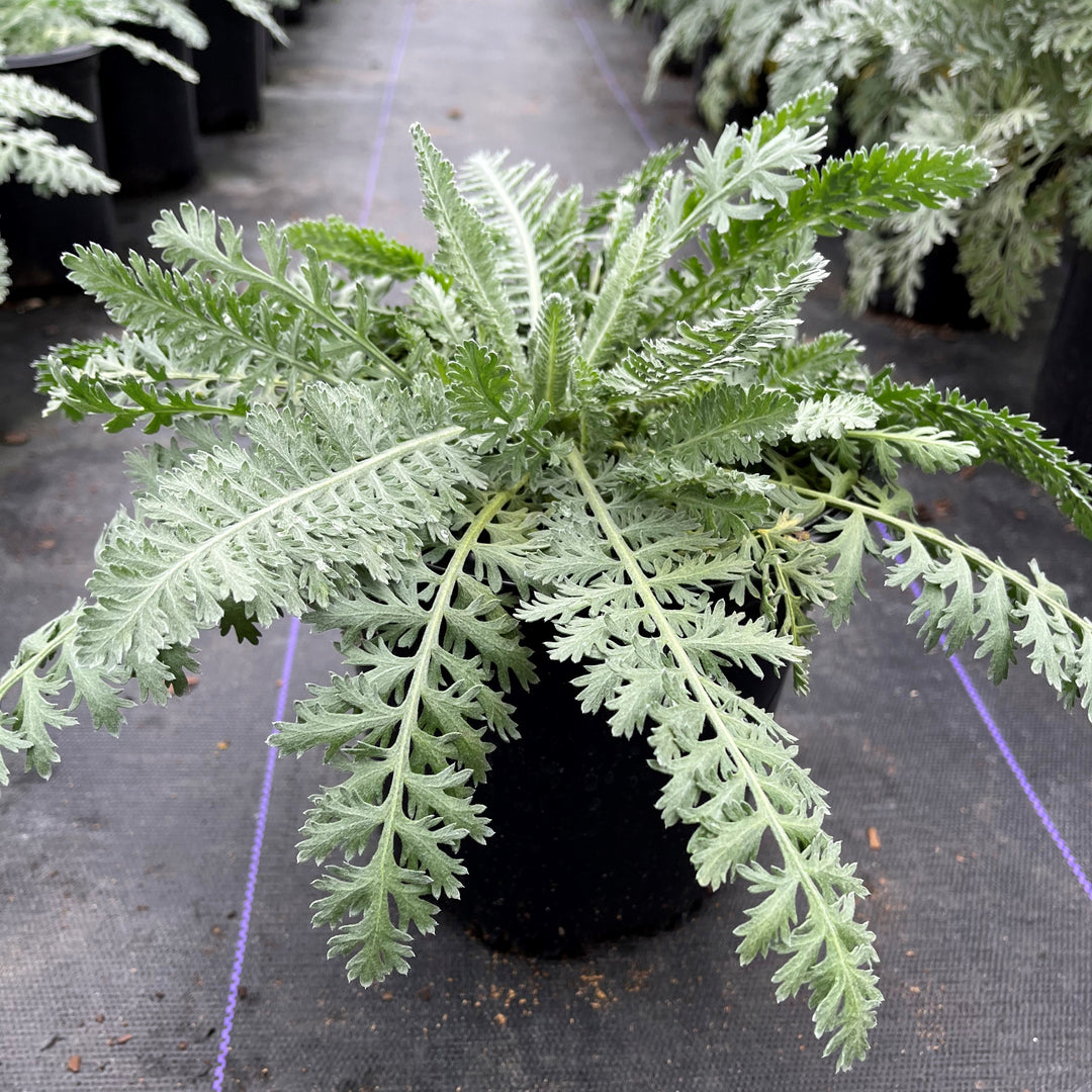 Achillea x 'Moonshine' ~ Moonshine Yarrow-ServeScape