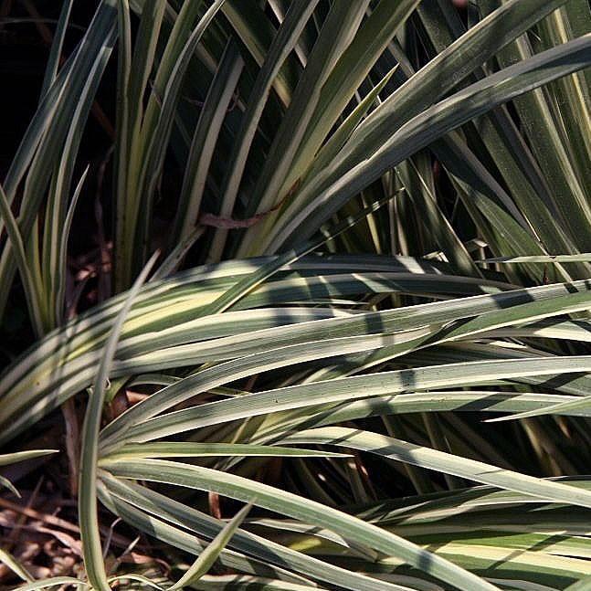 Acorus gramineus 'Variegatus' ~ Variegated Sweet Flag-ServeScape
