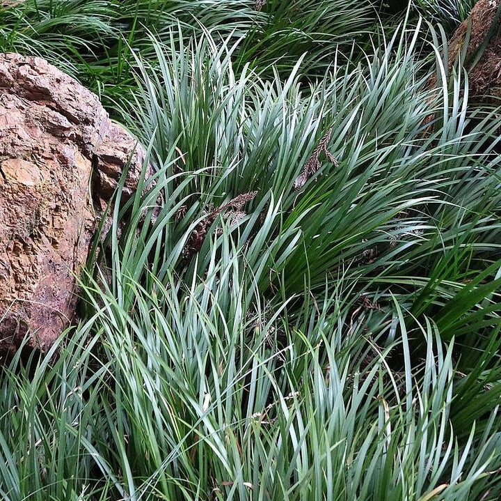 Acorus gramineus 'minimus' ~ Dwarf Sweet Grass-ServeScape