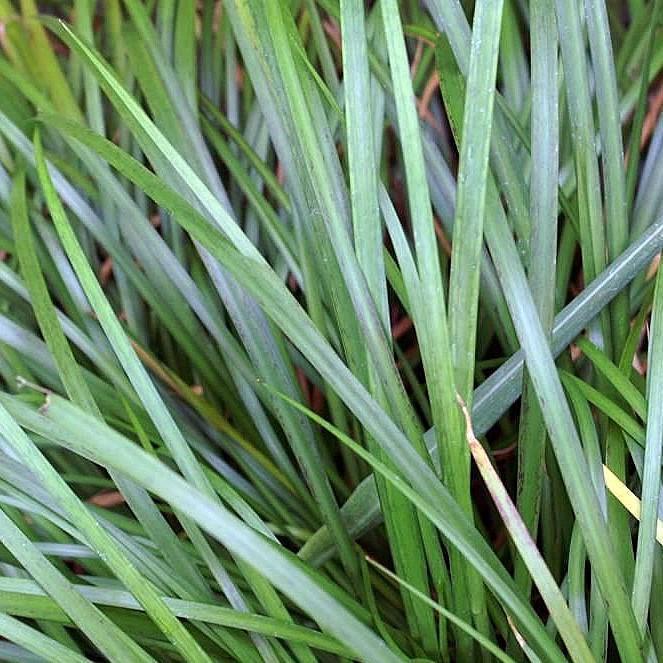 Acorus gramineus 'minimus' ~ Dwarf Sweet Grass-ServeScape