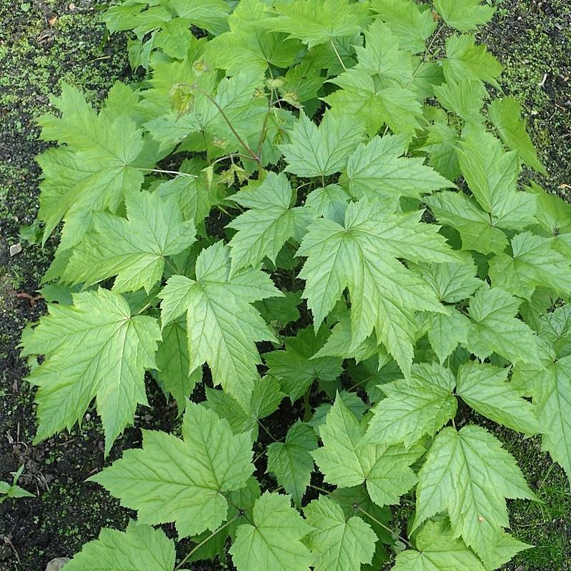 Actaea racemosa ~ Black Cohosh-ServeScape