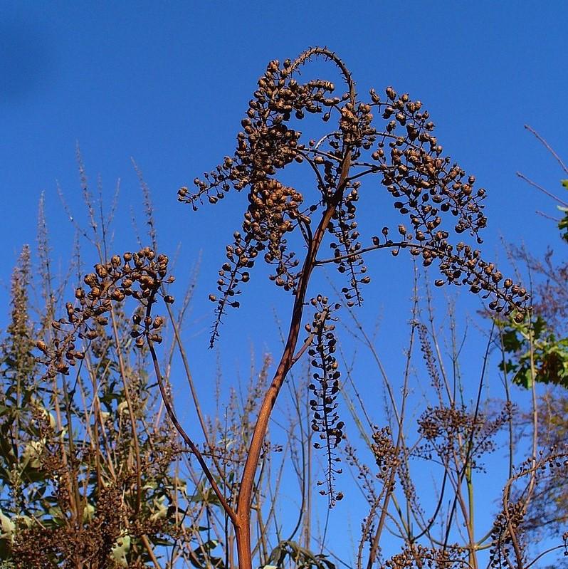 Actaea racemosa ~ Black Cohosh-ServeScape