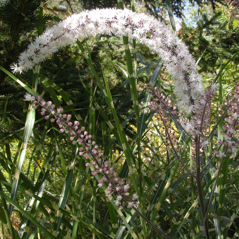 Actaea simplex 'Brunette' ~ Brunette Bugbane, Cohosh-ServeScape