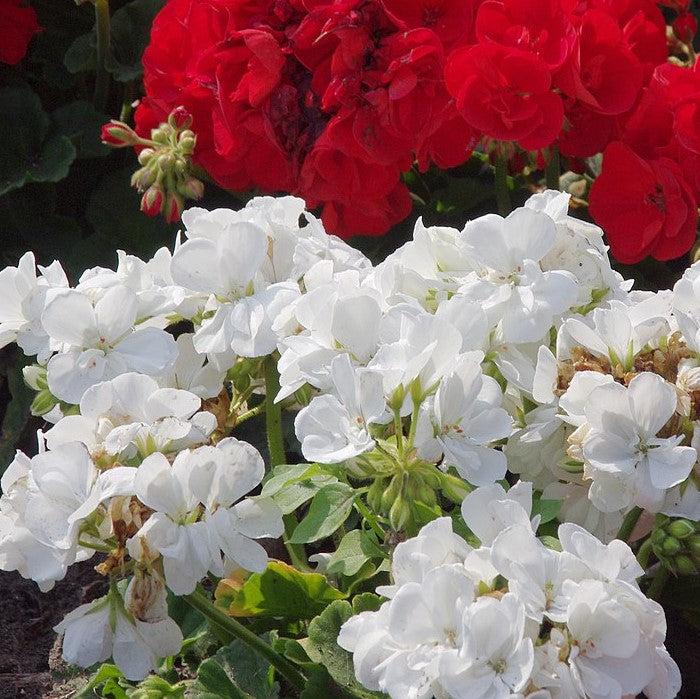 Pelargonium × hortorum 'Rocky Mountain White' ~ Rocky Mountain™ White Zonal Geranium-ServeScape