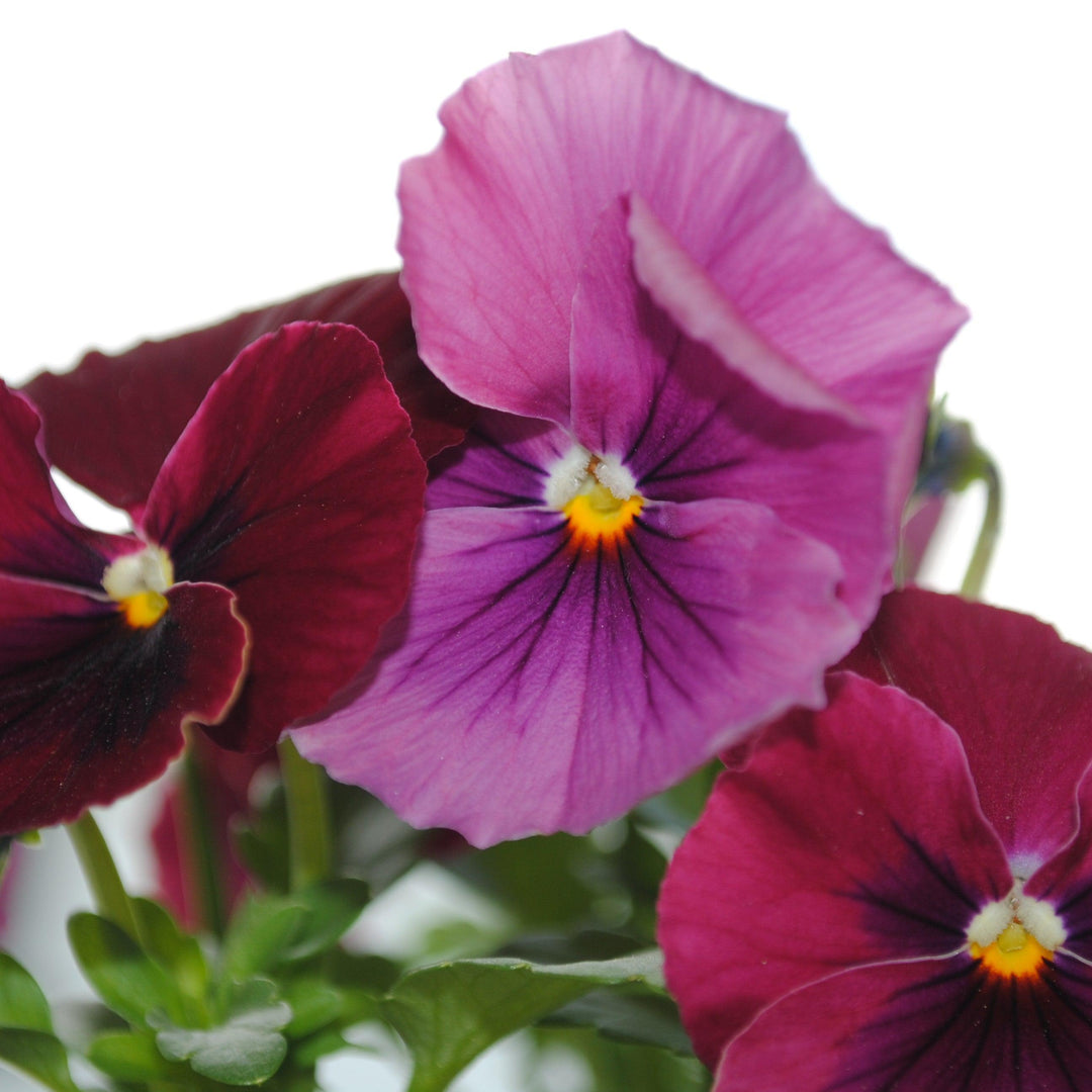 Viola cornuta 'Admire Orchid' ~ Admire® Orchid Viola-ServeScape