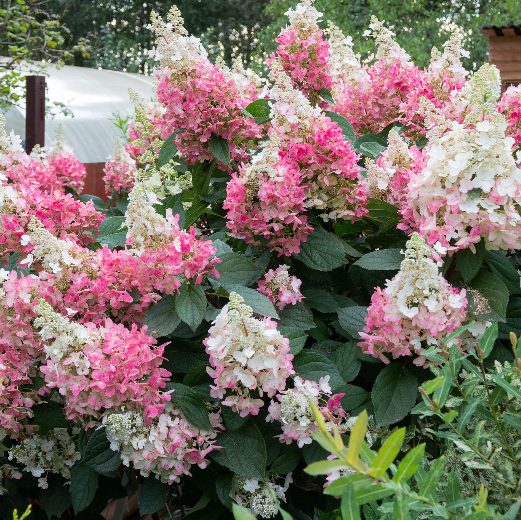 Lava Lamp® Flare® Hydrangea Hydrangea paniculata ‘Kolmavesu’ ServeScape