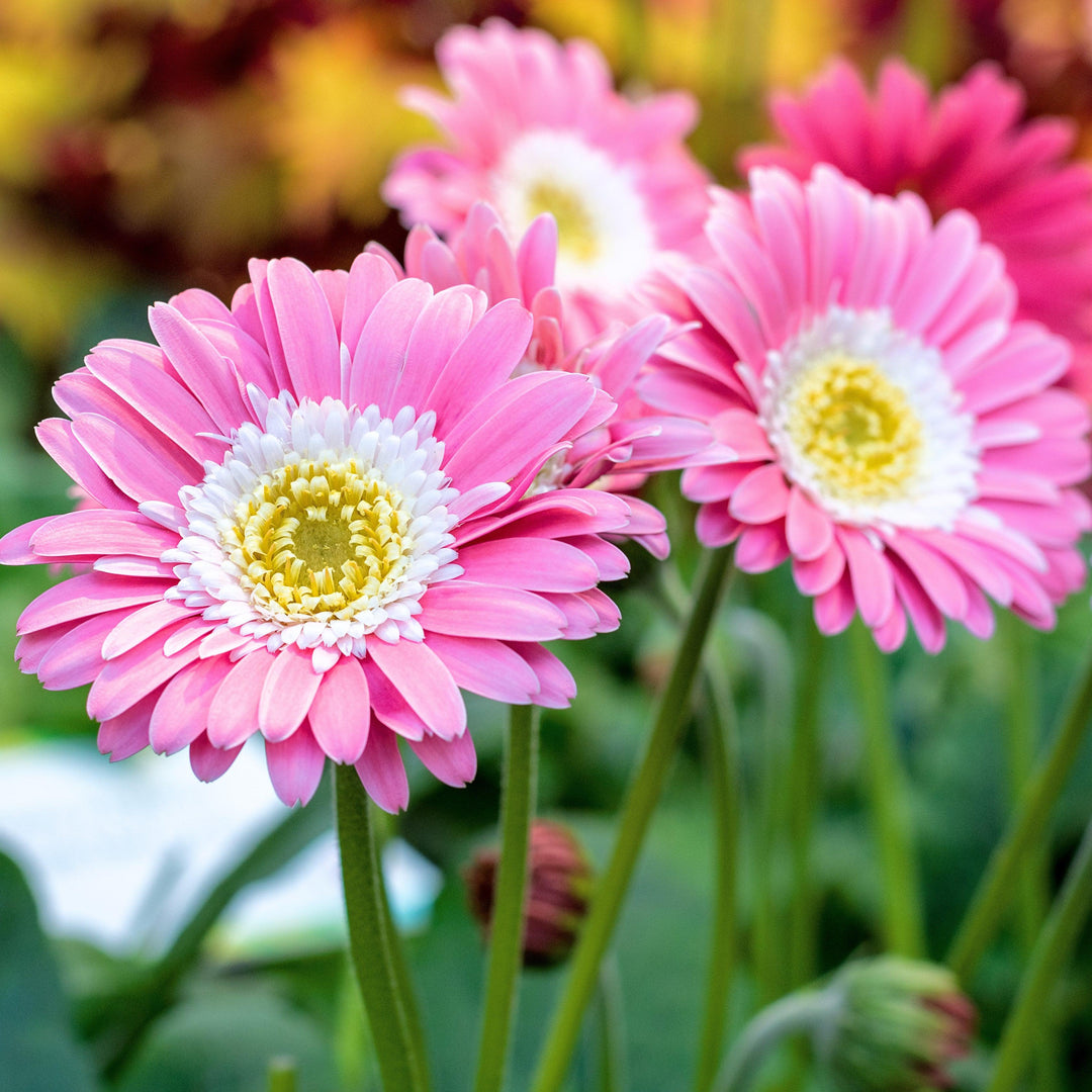 Gerbera 'Garvinea' PP31058 ~ Garden Jewels™ Pink Gerbera Daisy-ServeScape