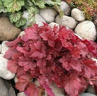 Heuchera x 'TNHEUNER' PP #29,420 ~ Northern Exposure™ Red Heuchera-ServeScape