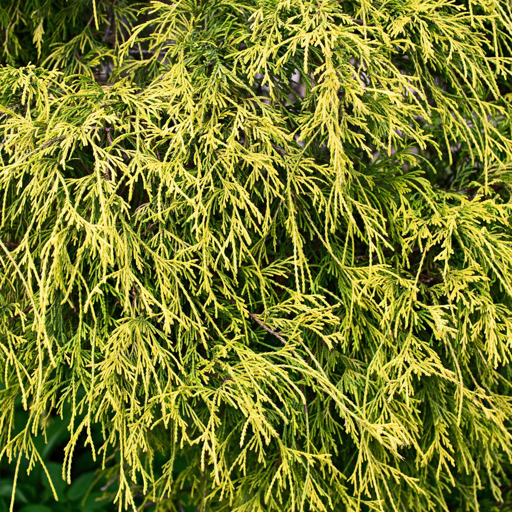 Chamaecyparis pisifera 'Yadkin Gold' ~ Yadkin Gold Threadbranch Cypress-ServeScape