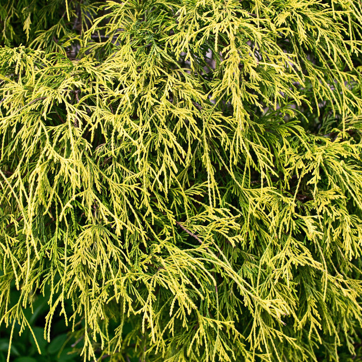 Chamaecyparis pisifera 'Yadkin Gold' ~ Yadkin Gold Threadbranch Cypress-ServeScape
