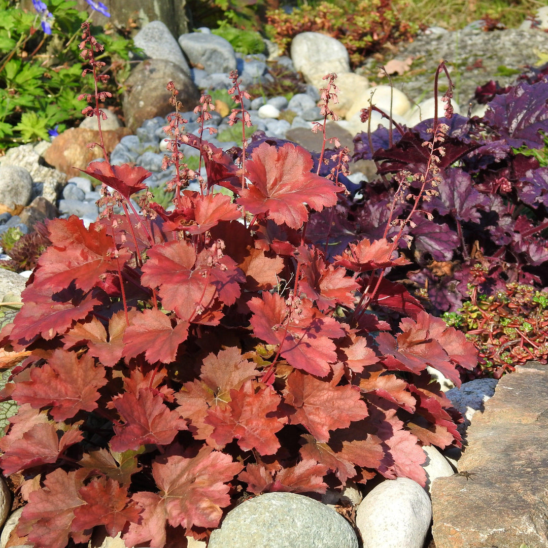 Heuchera x 'TNHEUNER' PP #29,420 ~ Northern Exposure™ Red Heuchera-ServeScape