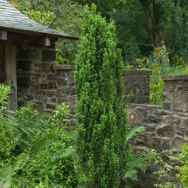 First Editions® Straight and Narrow® Japanese Holly - Ilex crenata