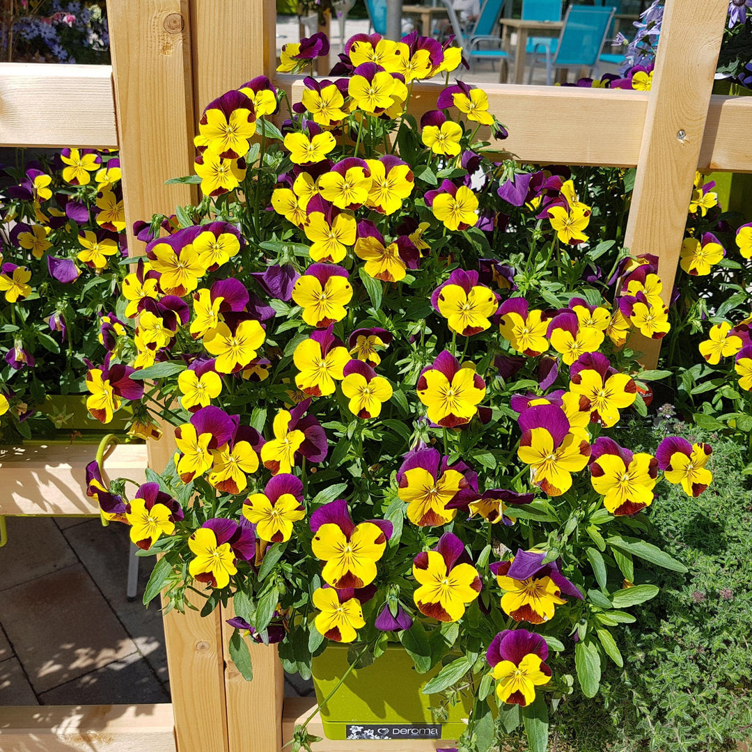 Viola cornuta 'Admire Yellow Purple Wing' ~ Admire® Yellow Purple Wing Viola-ServeScape