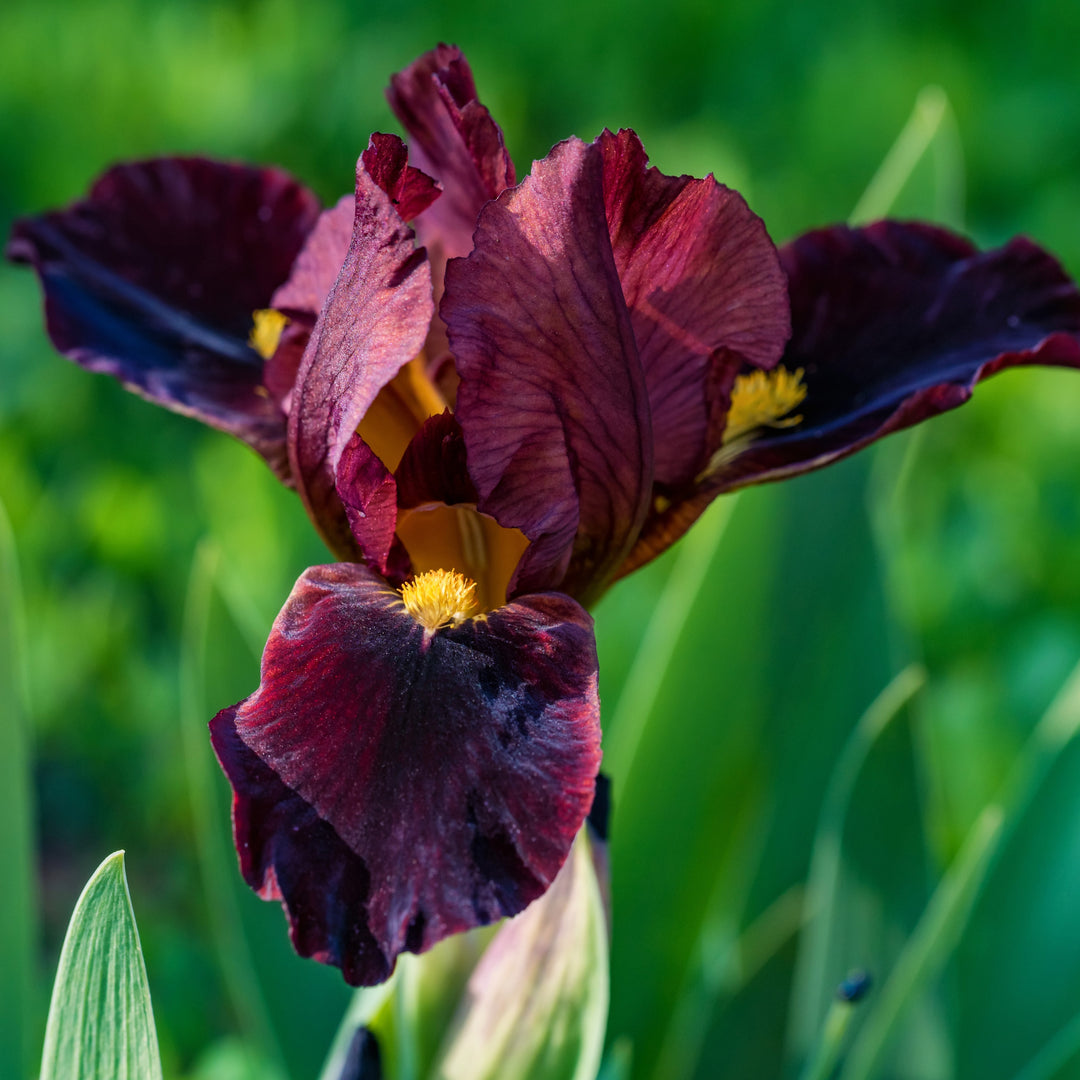 Iris germanica 'Raptor Red' ~ Raptor Red Bearded Iris-ServeScape