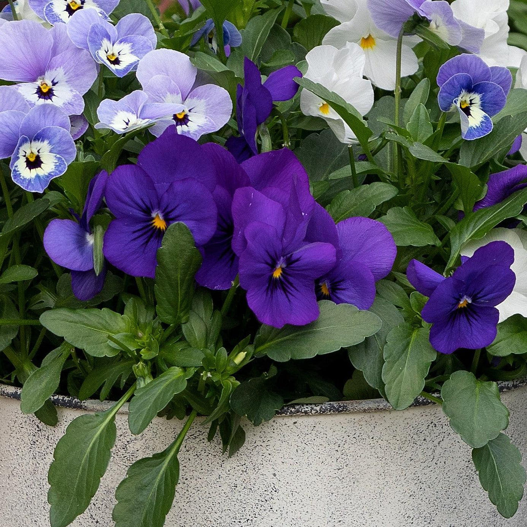 Viola cornuta 'Admire Deep Blue' ~ Admire® Deep Blue Viola-ServeScape