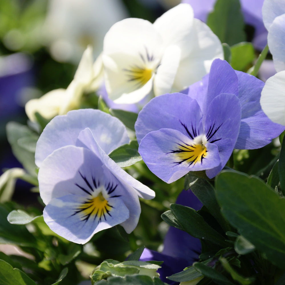 Viola cornuta 'PAS211827' ~ Sorbet™ Yesterday, Today & Tomorrow Viola-ServeScape