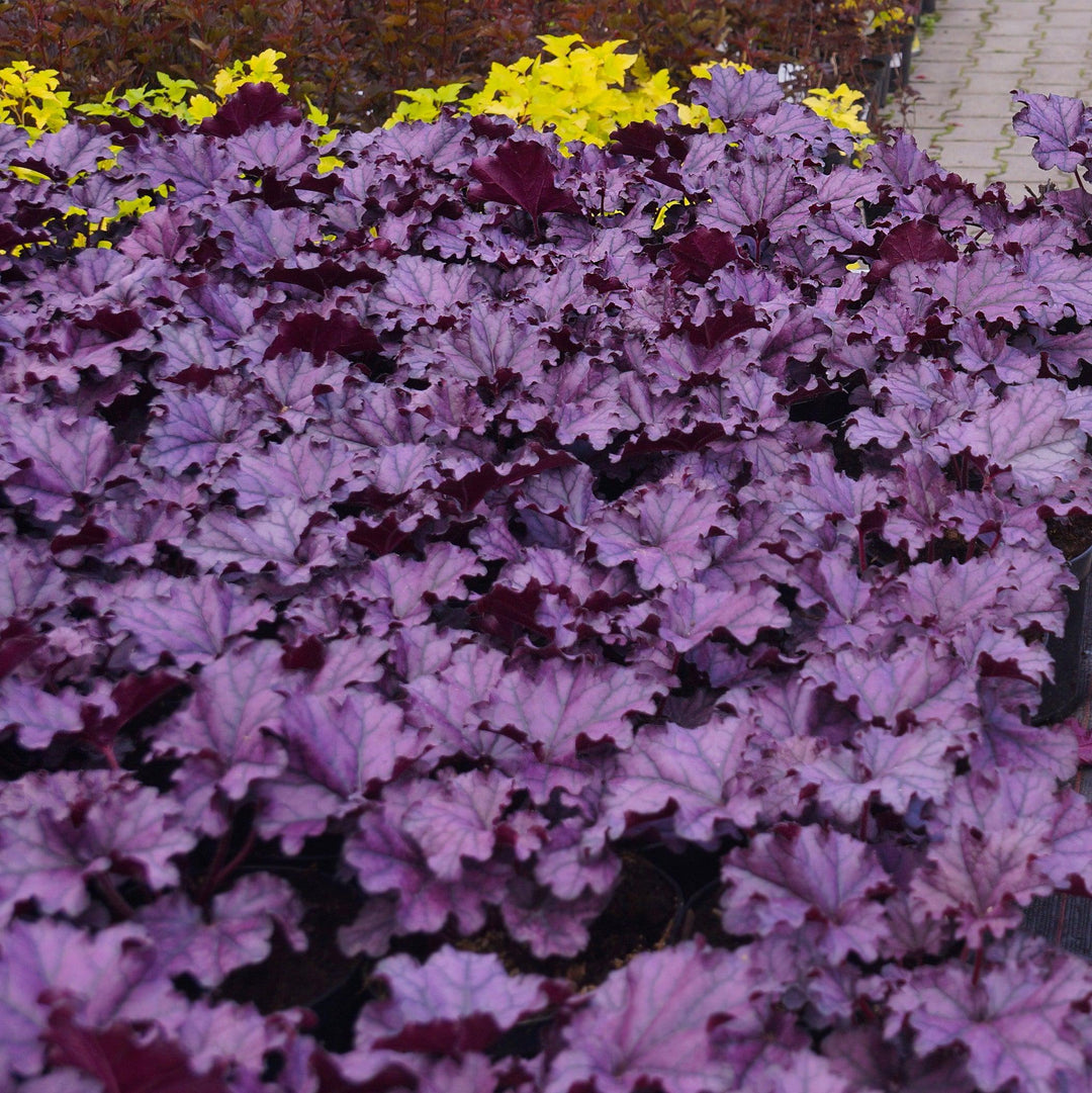 Heuchera x villosa 'TNHEUGA' ~ Grande™ Amethyst Coral Bells, Heuchera-ServeScape