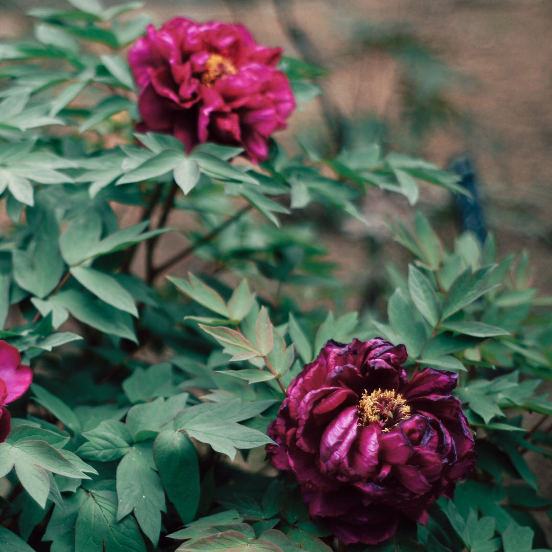 Paeonia lactiflora 'Black Beauty' ~ Black Beauty Peony-ServeScape