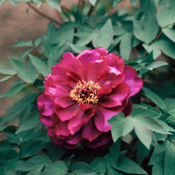 Paeonia lactiflora 'Black Beauty' ~ Black Beauty Peony-ServeScape