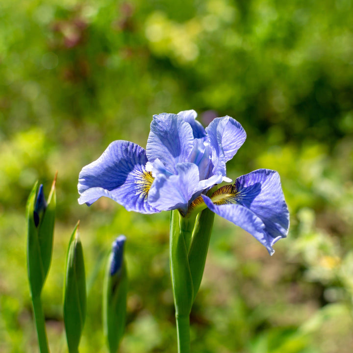 Iris siberica 'Cape Cod Boys' ~ Cape Cod Boys Siberian Iris-ServeScape
