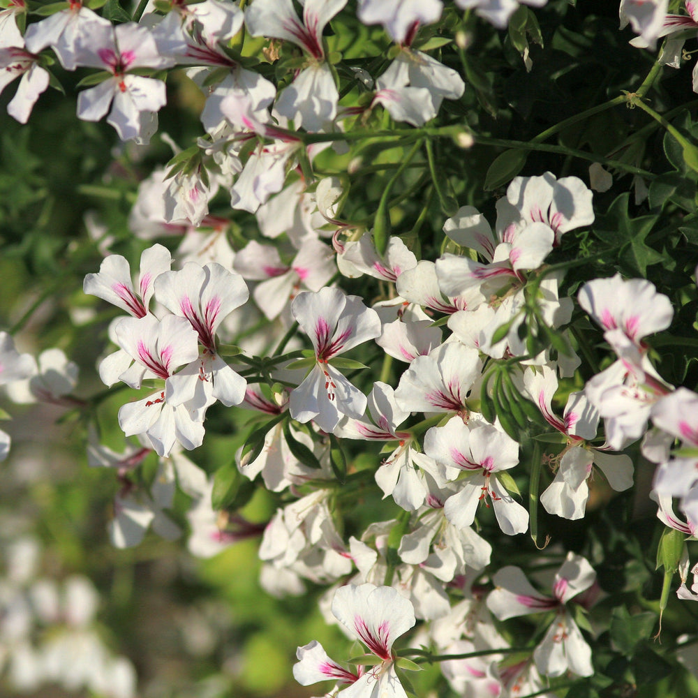 Pelargonium peltatum 'Blizzard White' ~ Blizzard® White Ivy Geranium-ServeScape