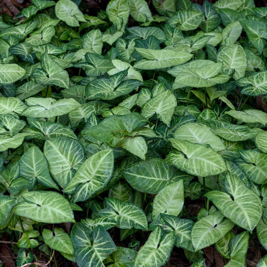 Syngonium podophyllum 'Robusta' ~ Falling Arrows™ Robusta Arrowhead Plant-ServeScape