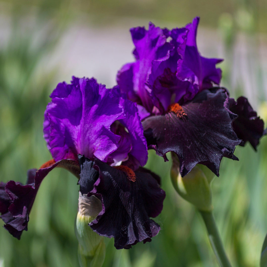 Iris germanica 'Sharp Dressed Man' ~ Sharp Dressed Man Bearded Iris-ServeScape