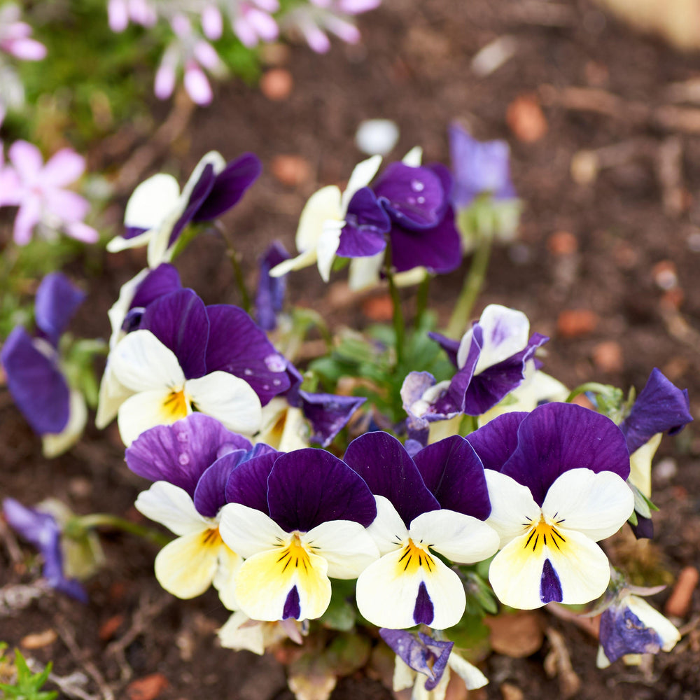 Viola cornuta 'Admire White Purple Wing' ~ Admire® White Purple Wing Viola-ServeScape