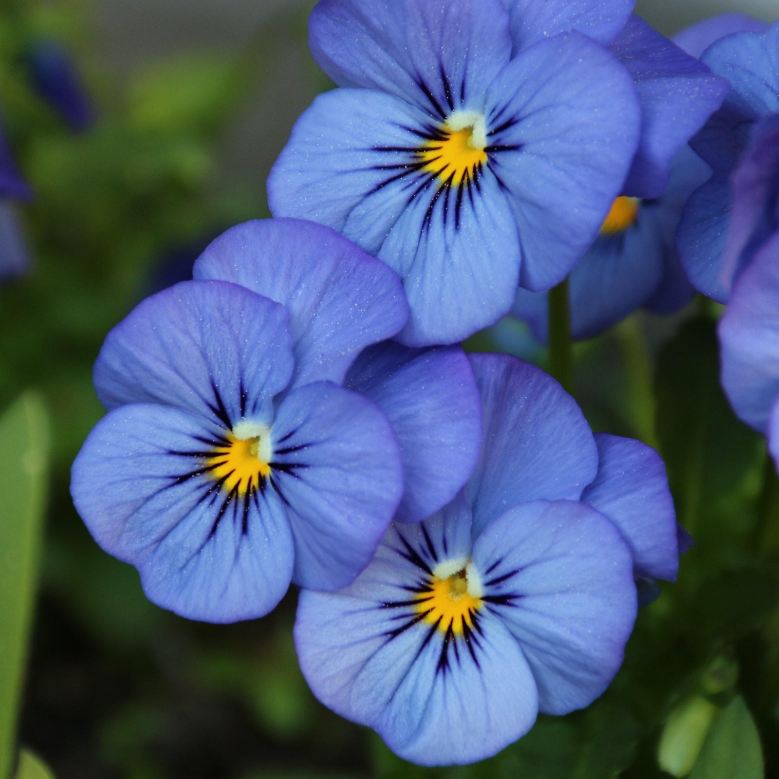 Viola cornuta 'Admire Blue' ~ Admire® Blue Viola-ServeScape