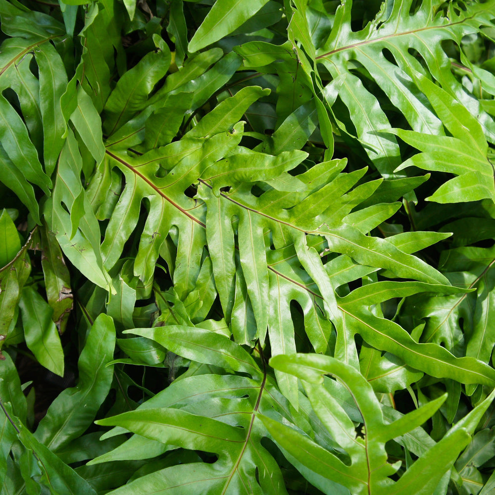 Microsorum diversifolium ~ Kangaroo Paw Fern-ServeScape