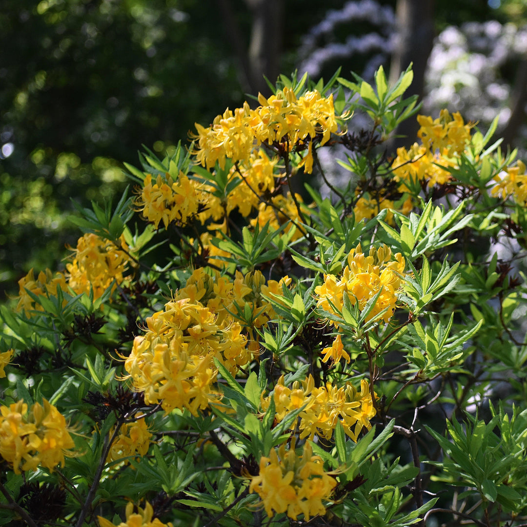 Rhododendron austrinum 'Cheerleader' ~ Cheerleader Flame Azalea-ServeScape