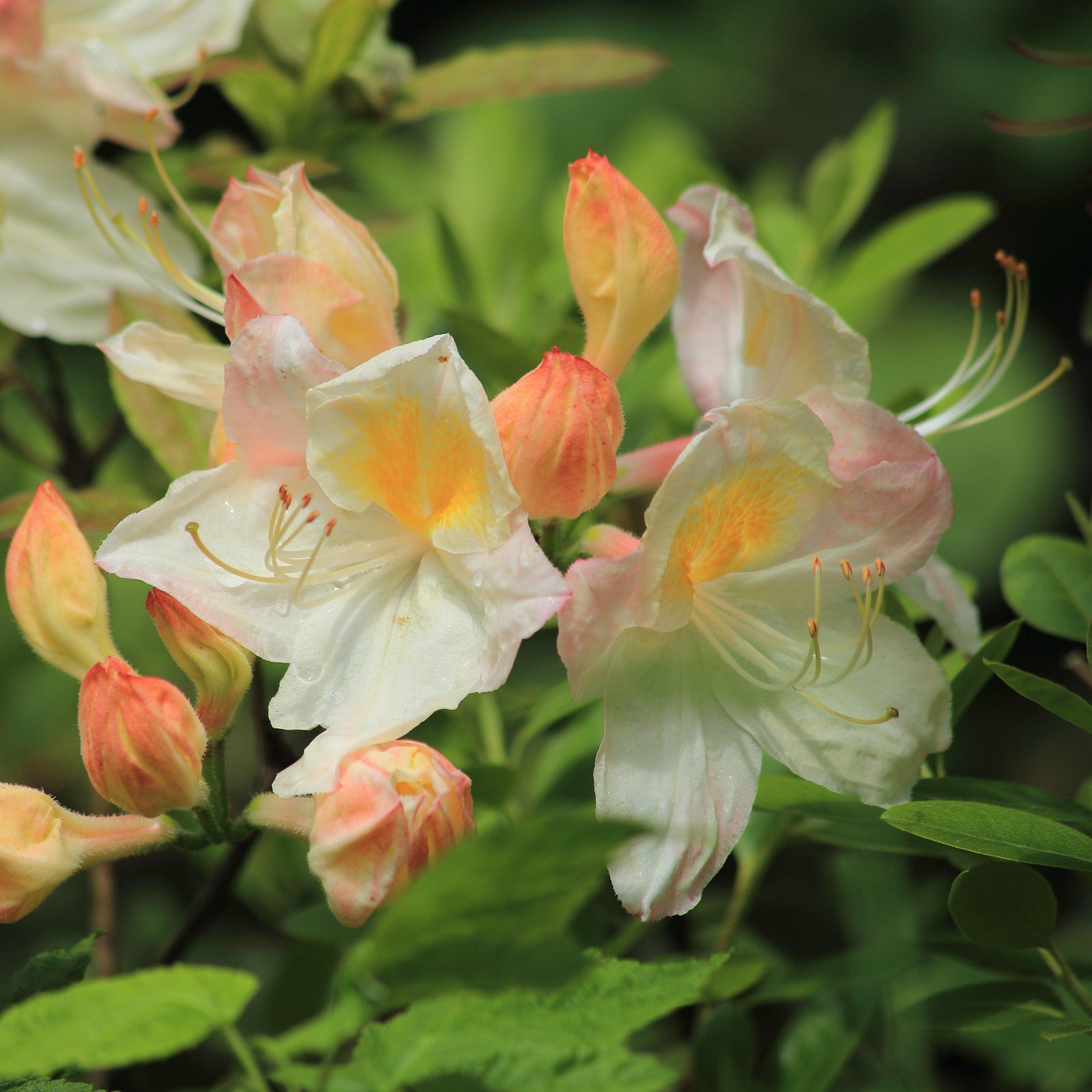 Rhododendron 'Frederick Douglass' ~ Frederick Douglass Azalea-ServeScape