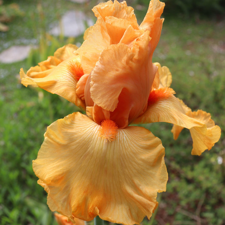 Iris germanica 'Savannah Sunset' ~ Savannah Sunset Bearded Iris-ServeScape