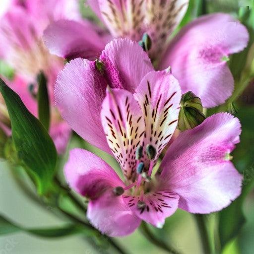 Alstroemeria x 'Zaprimu'~ Colorita® Mulan® Peruvian Lily-ServeScape