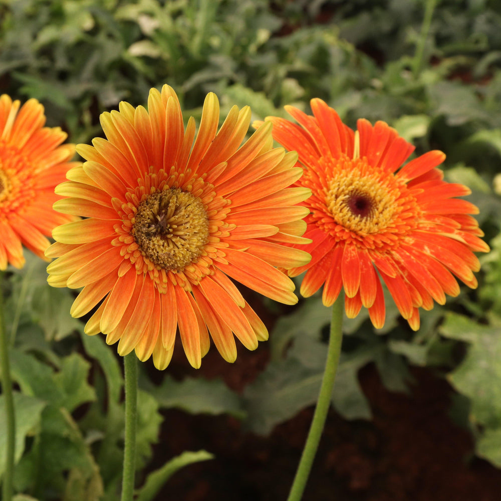 Gerbera 'Garsweetcaro' PP31057 ~ Garden Jewels™ Orange-Yellow Bi-Color Gerbera Daisy-ServeScape