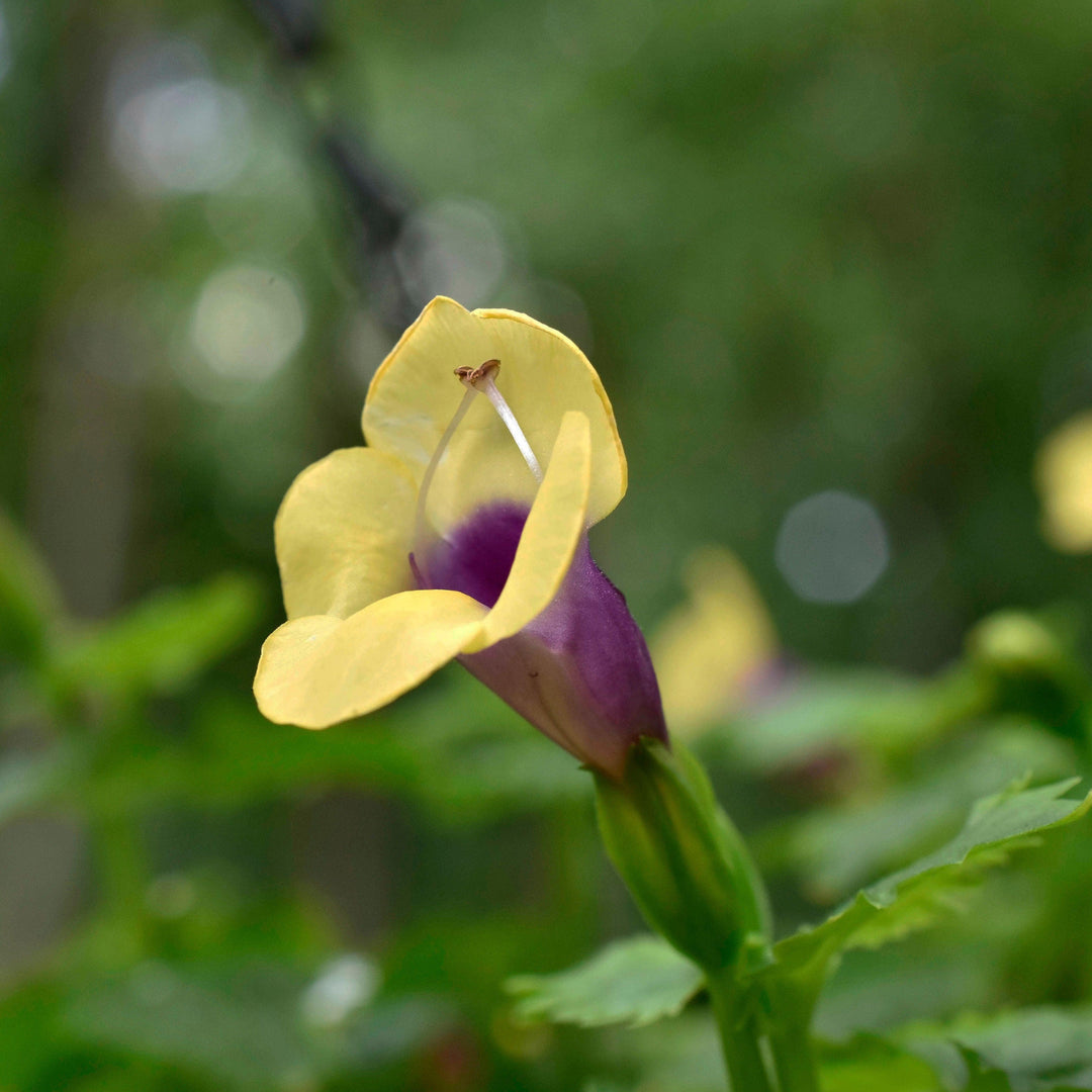 Torenia hybrid 'Sunrekodou'' ~ Summer Wave® Bouquet Gold Wishbone Flower-ServeScape