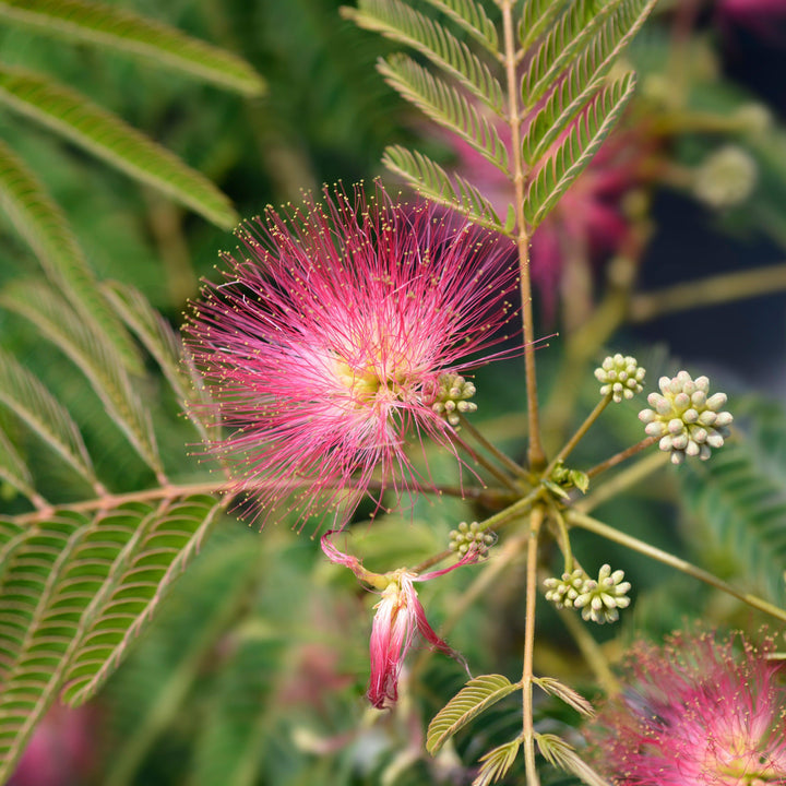 Albizia julibrissin ‘Evey’s Pride’ ~ Every's Pride Mimosa Tree-ServeScape