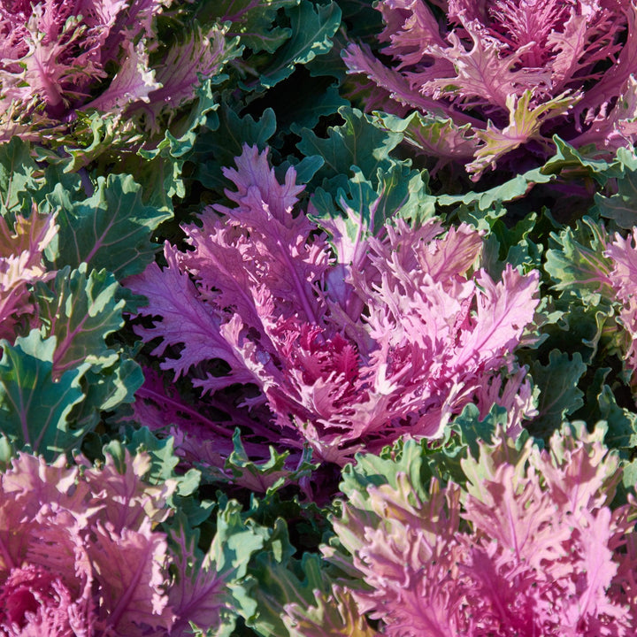 Brassica oleracea 'Coral Queen'~ Coral™ Queen Ornamental Kale-ServeScape