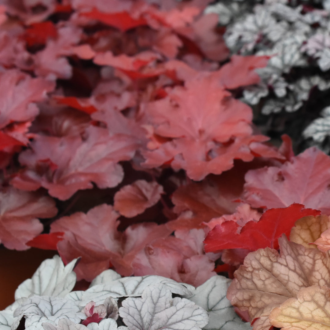 Heuchera x 'TNHEUNER' PP #29,420 ~ Northern Exposure™ Red Heuchera-ServeScape