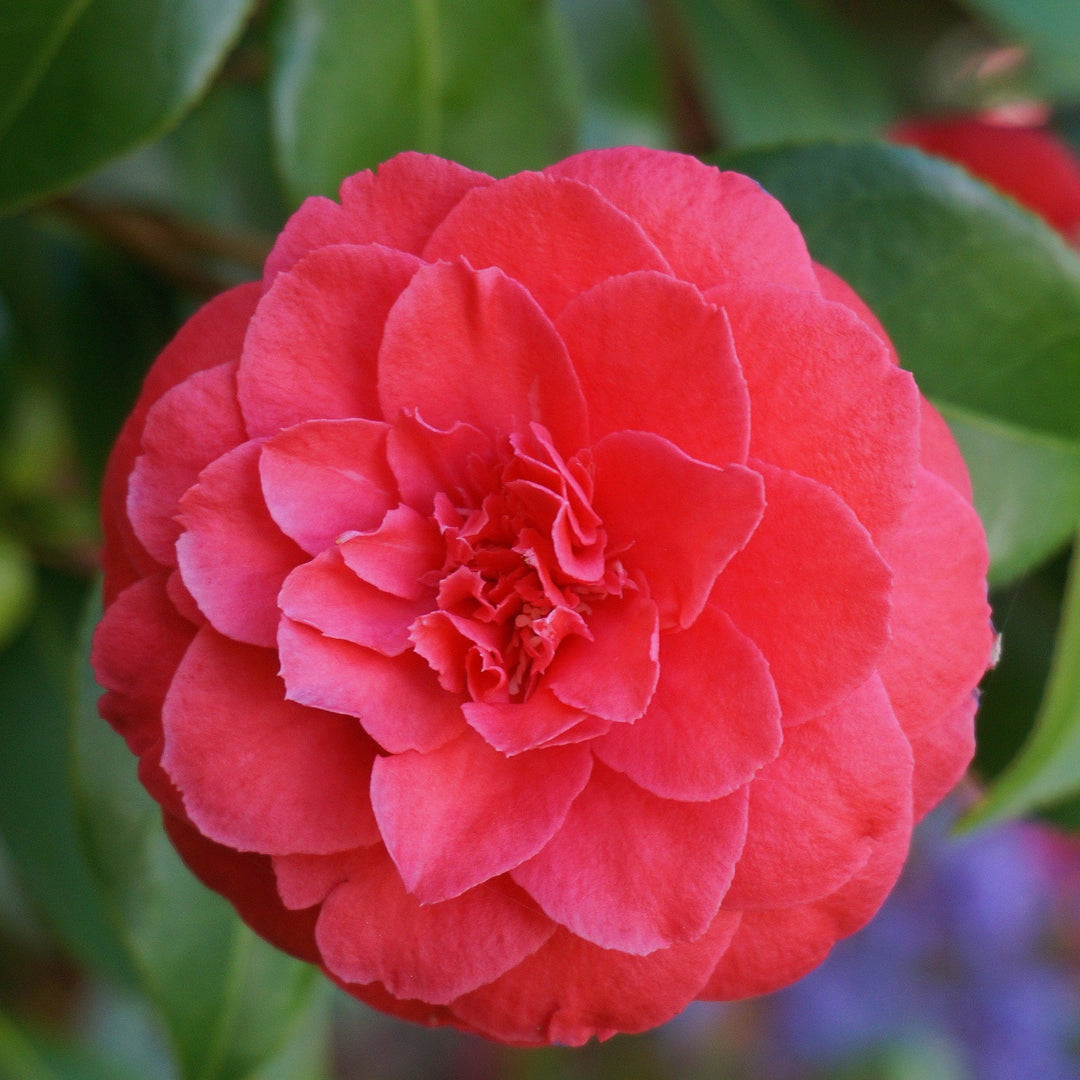 Camellia japonica 'C.M. Hovey' ~ C.M. Hovey Camellia-ServeScape