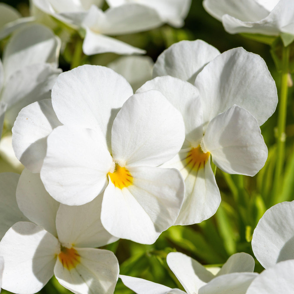 Viola cornuta 'Admire White' ~ Admire® White Viola-ServeScape