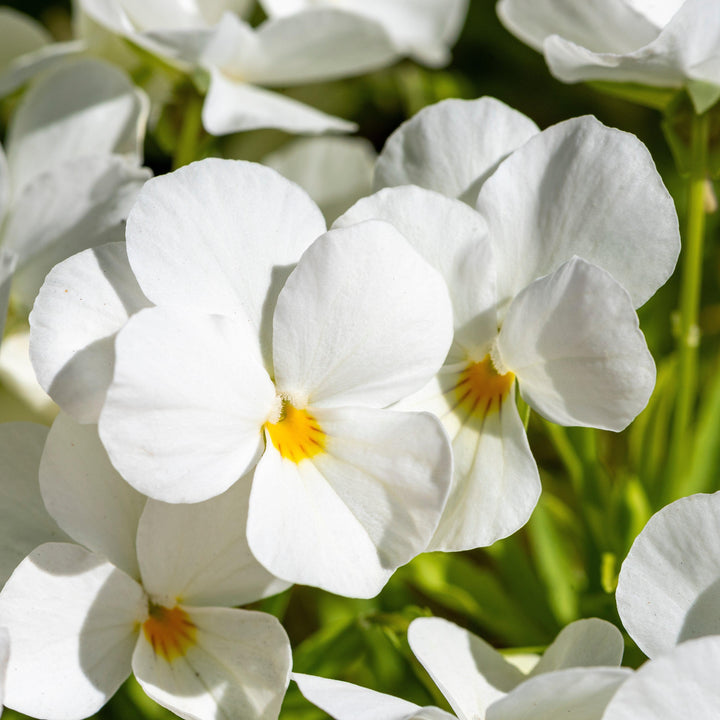 Viola cornuta 'Admire White' ~ Admire® White Viola-ServeScape