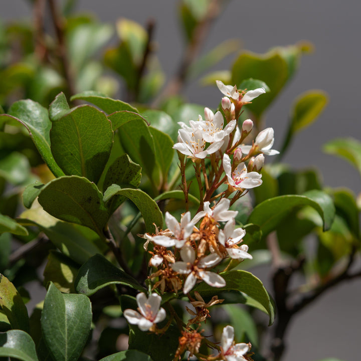 Rhaphiolepis umbellata 'RutRhaph1' PP #20,730 ~ Southern Moon® Yedda Hawthorn-ServeScape