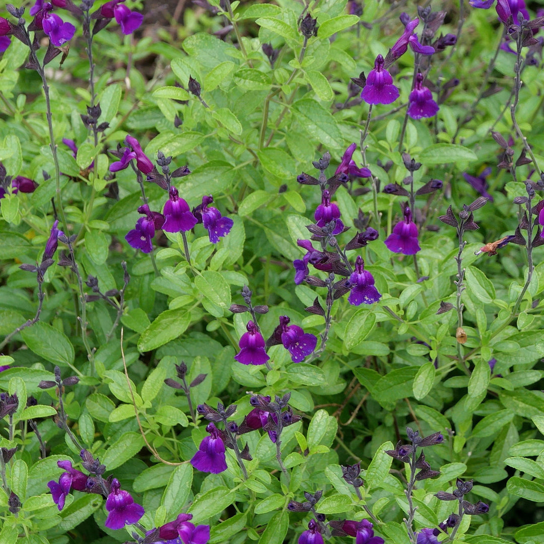 Salvia greggii 'Balmirdepur' ~ Mirage™ Deep Purple Autumn Sage-ServeScape